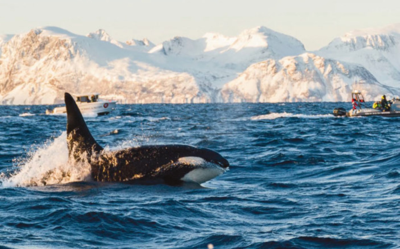 Die Kultur der Orca