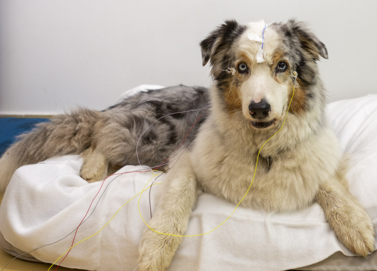 Hunde verstehen Wörter besser als gedacht
