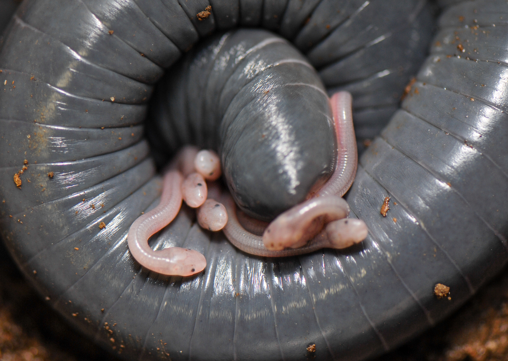 „Milch“ bei einer Amphibienart entdeckt