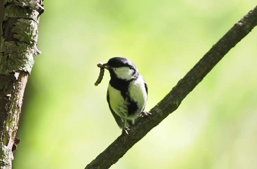 „Nach dir“-Geste bei einem Vogel entdeckt