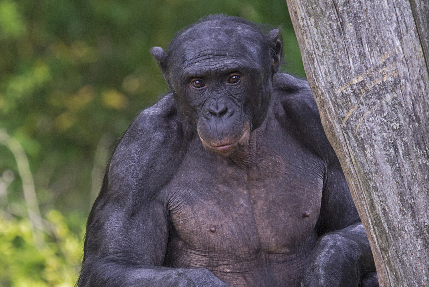 Bonobos sind aggressiver als gedacht