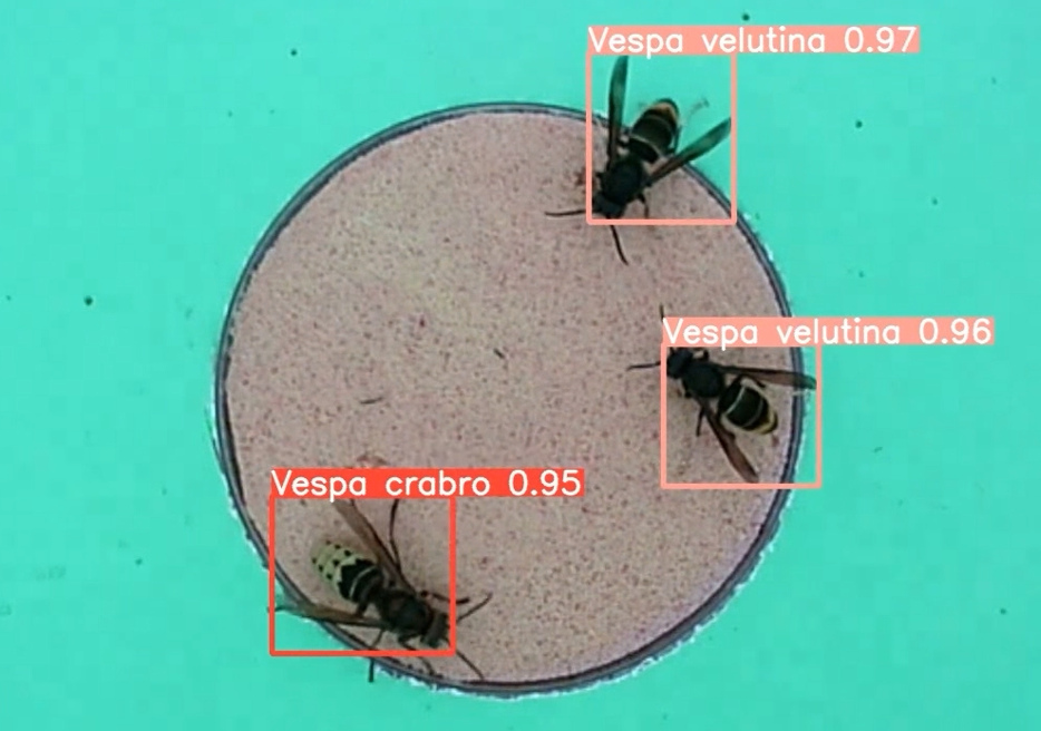 Künstliche Intelligenz meldet invasive Hornissen