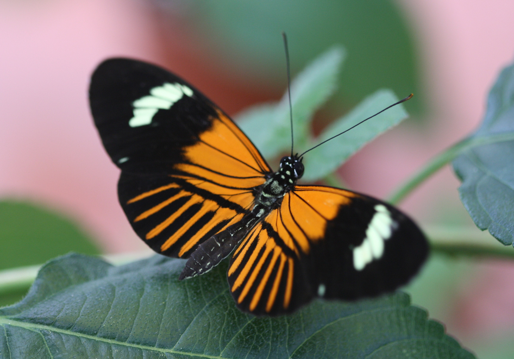 Schmetterlingsart entstand durch Hybridisierung