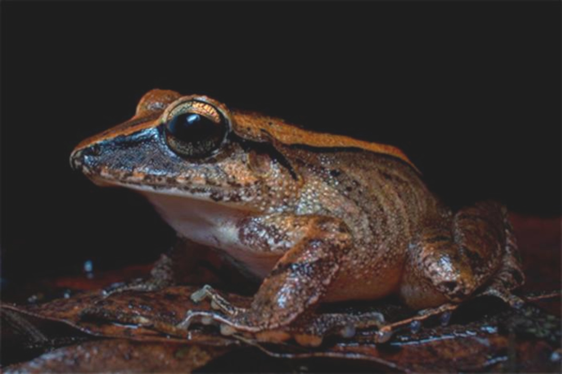 Ultra-hohe Frosch-Schreie