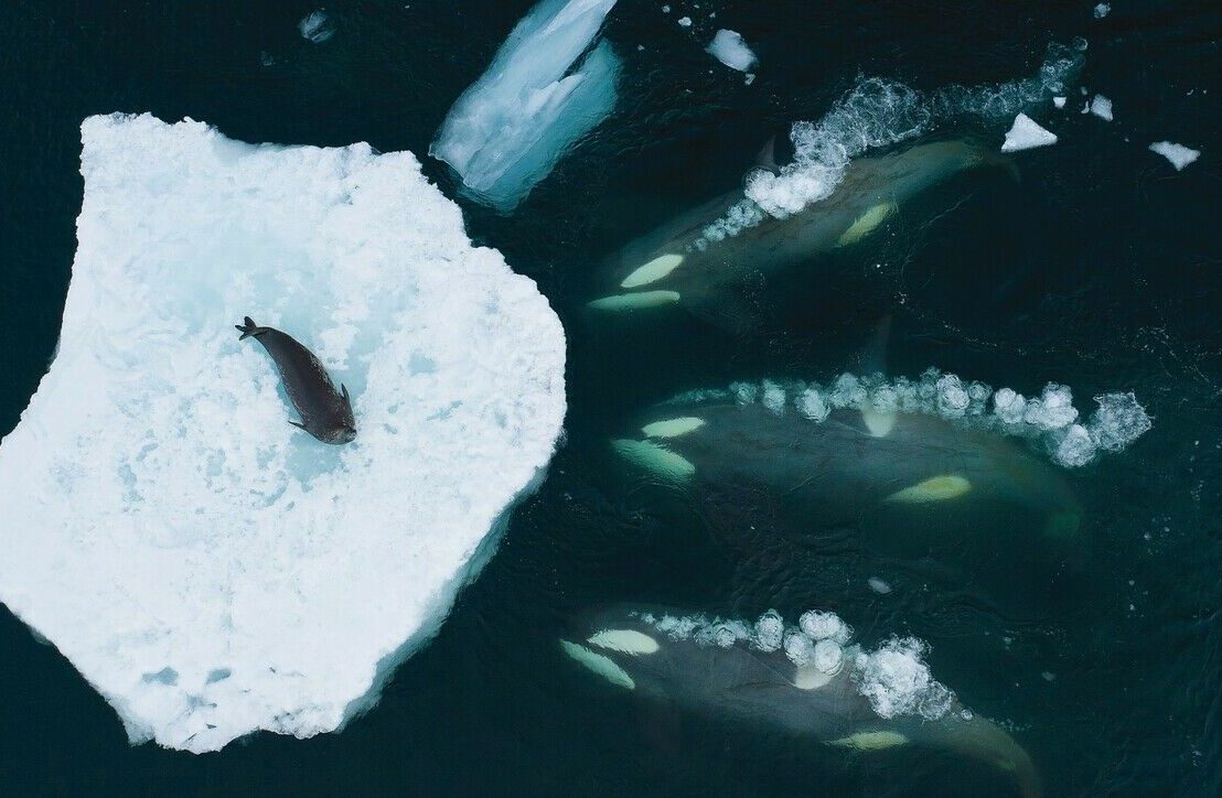 Wal-Verwandtschaften im Südpolarmeer