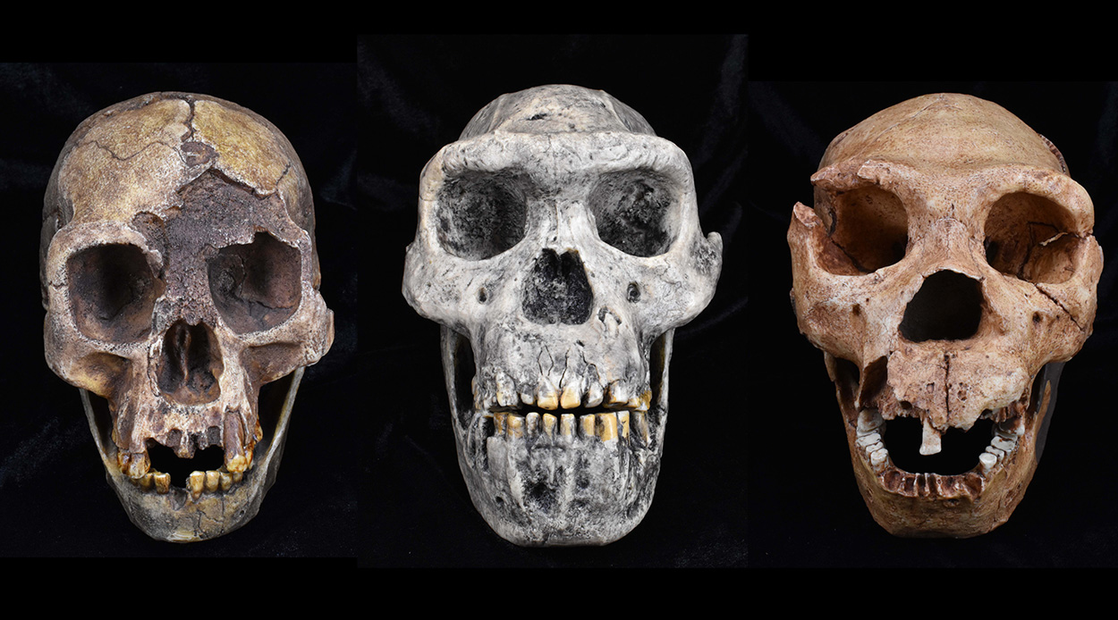 Wettbewerb prägte frühmenschliche Evolution