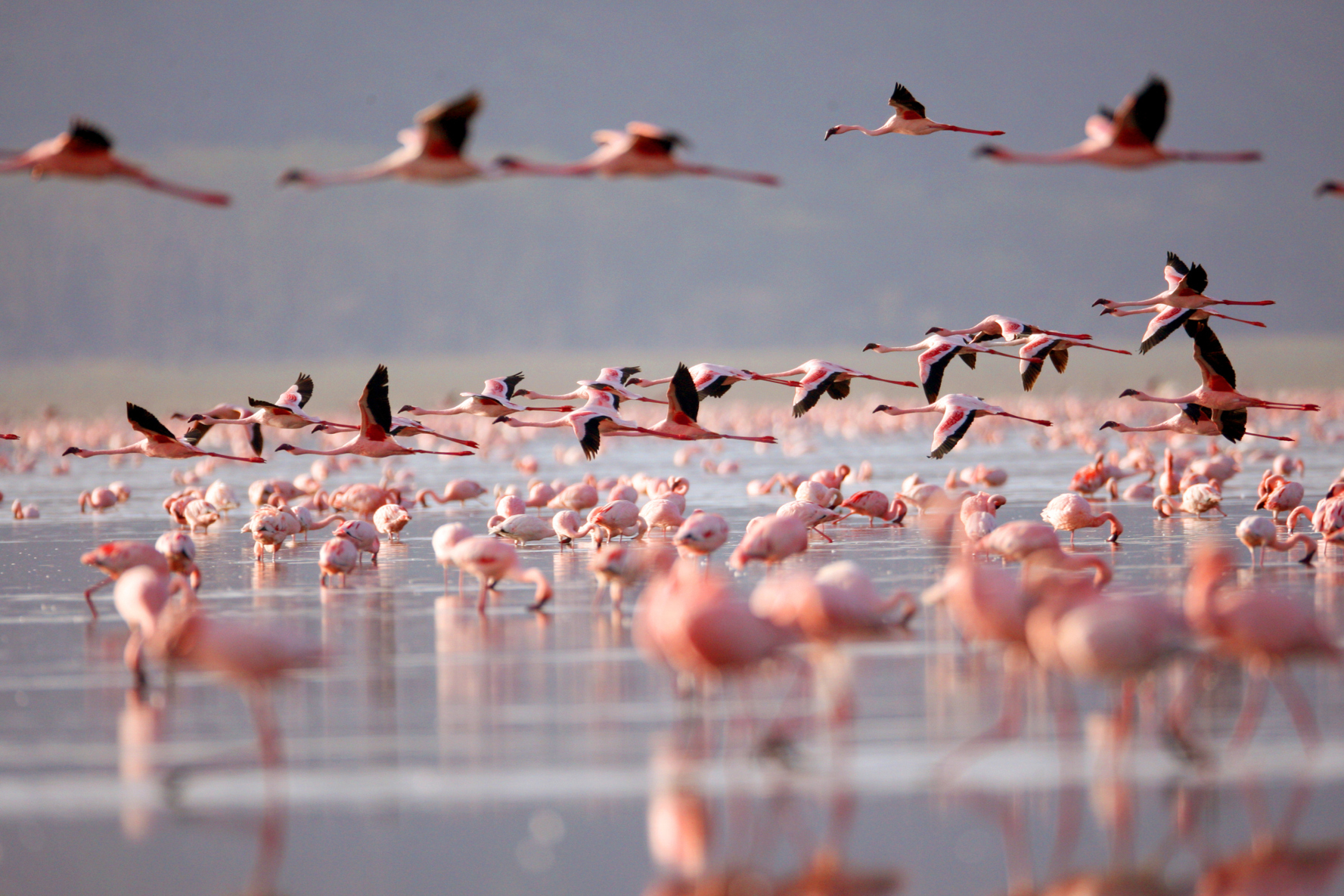 Wie der Klimawandel Flamingos bedroht