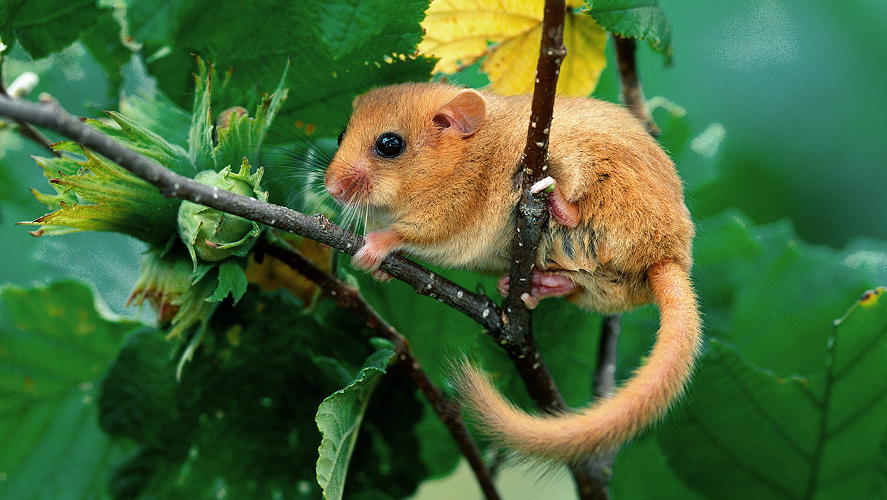 Die Haselmaus überrascht Biologen