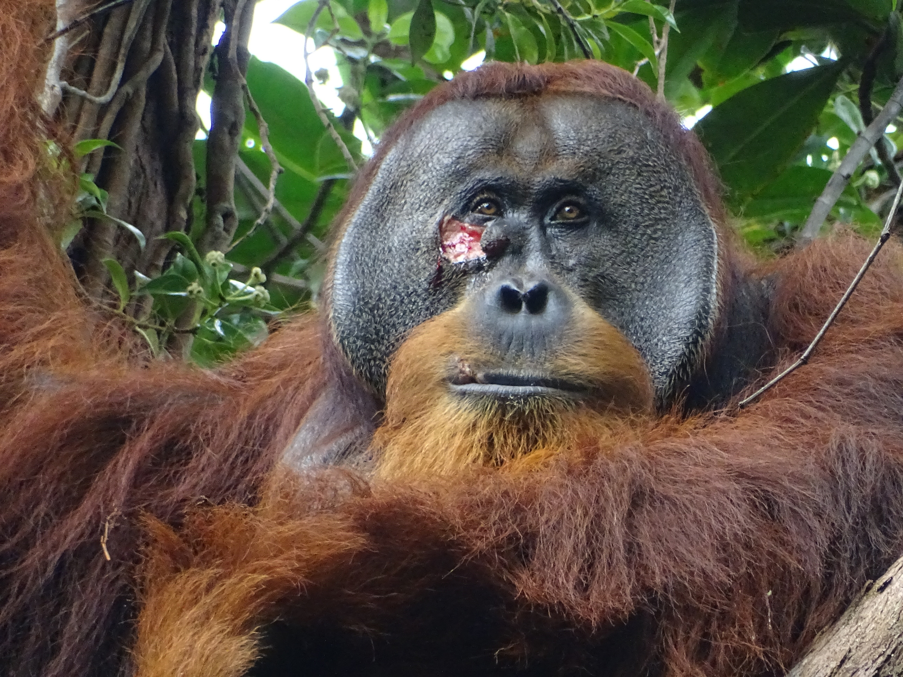 Orang-Utan behandelt Wunde mit “Pflanzen-Salbe“