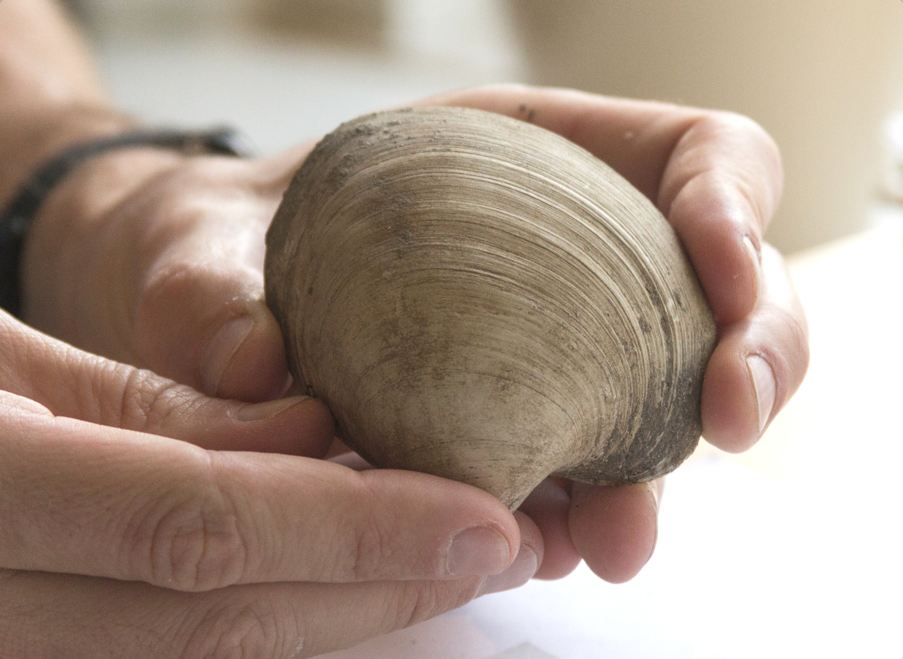 Sommerhitze im Spiegel fossiler Muscheln