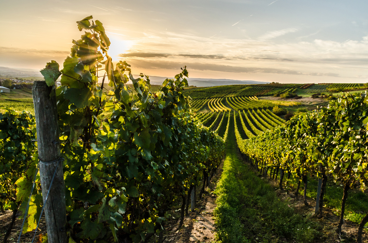 Energie aus Weinbau-Abfällen