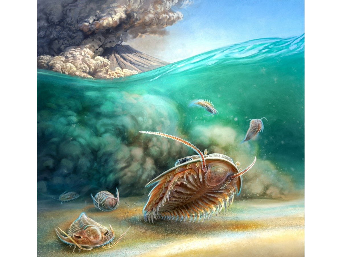“Trilobiten-Pompeji” entdeckt