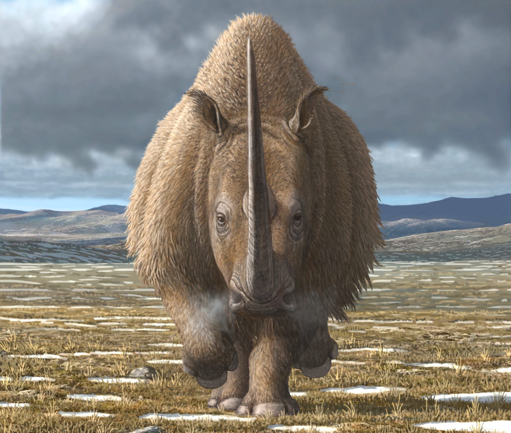 Warum das Wollnashorn verschwand