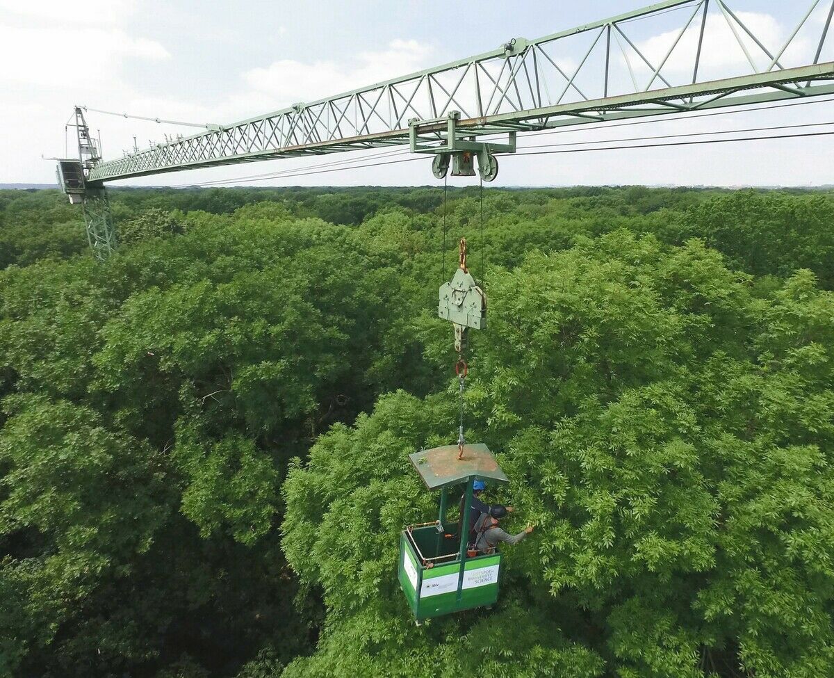 Wehrhafte Pflanzen