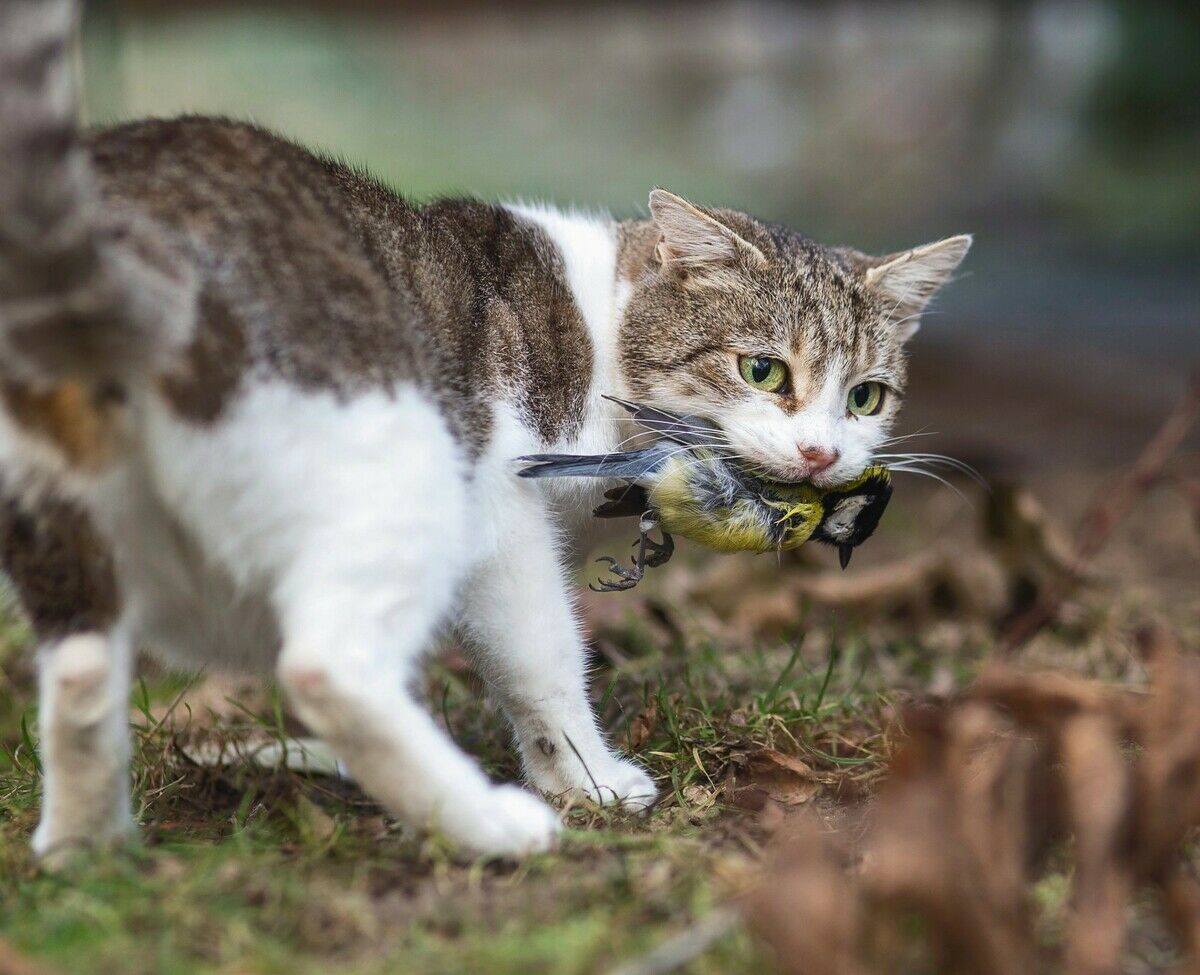 Artenvielfalt für die Katz?