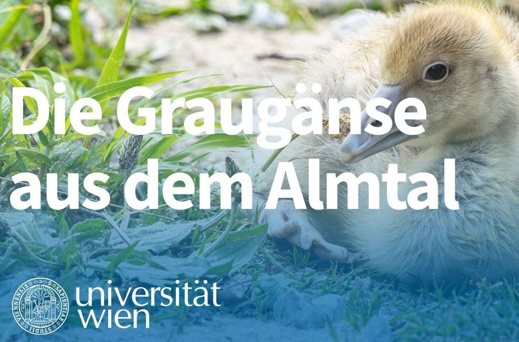 Der Graugans treu geblieben