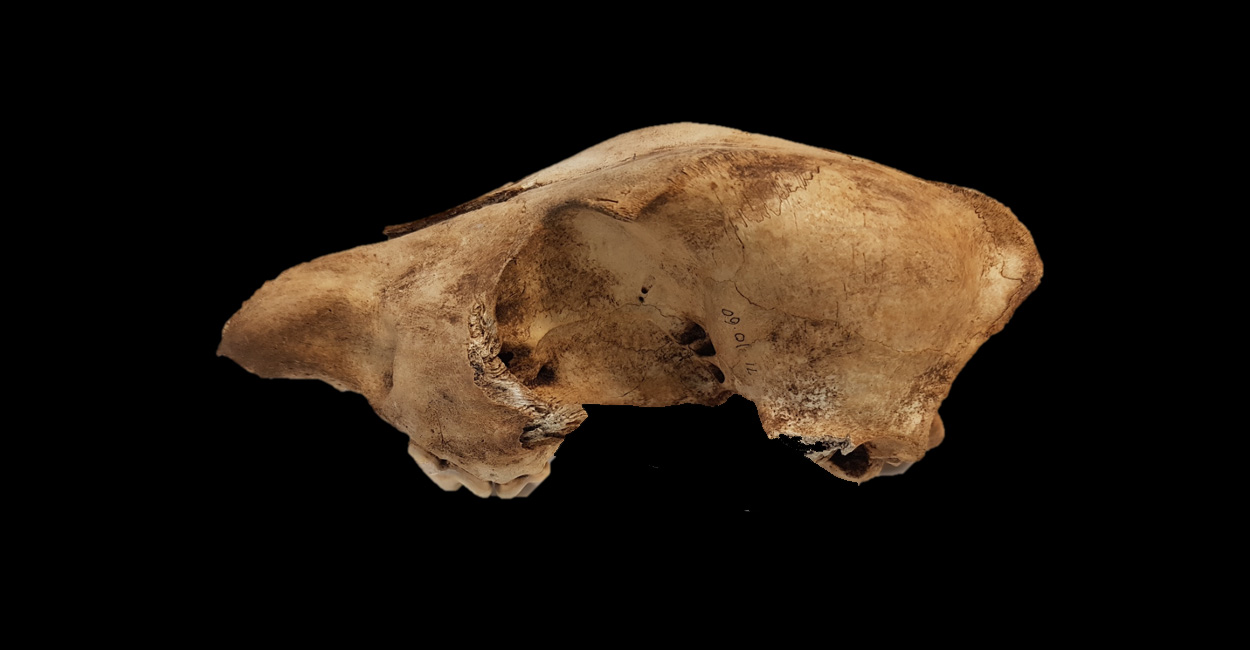 Genetische Geschichte der Dingos aufgedeckt