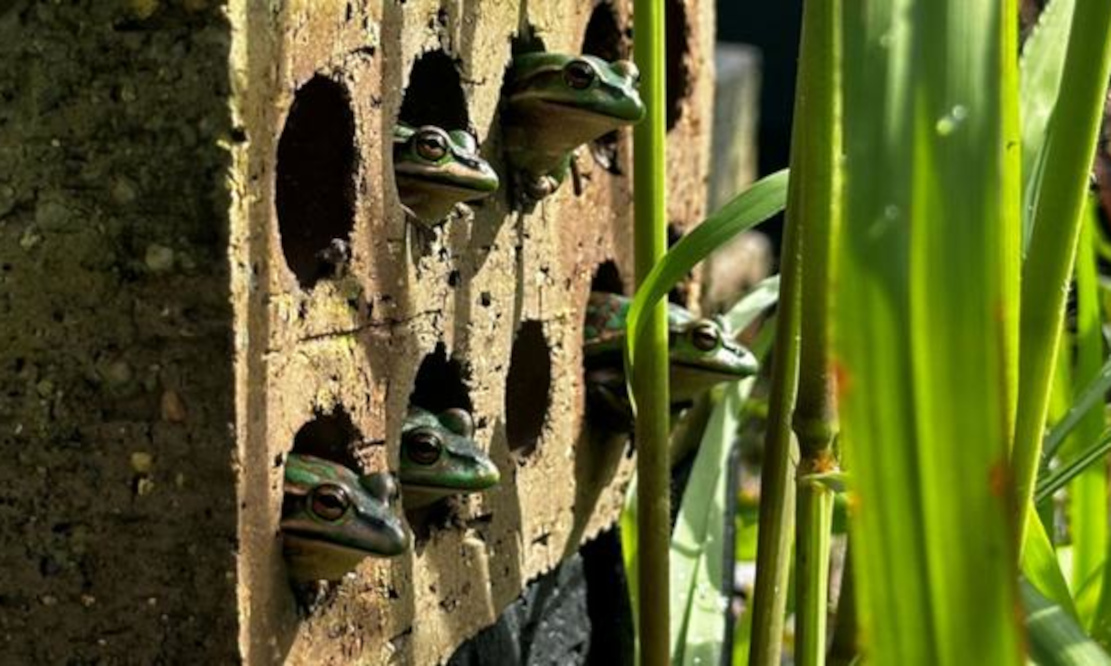 Heilung in der „Frosch-Sauna“