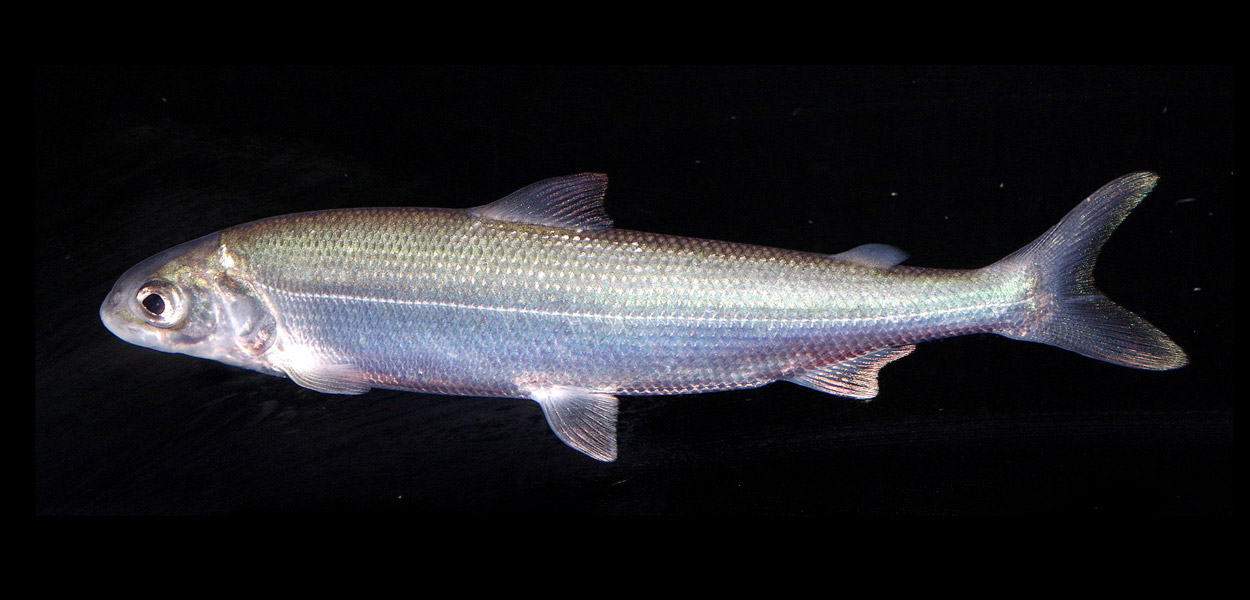 Steigende Wassertemperaturen gefährden Fische im Bodensee