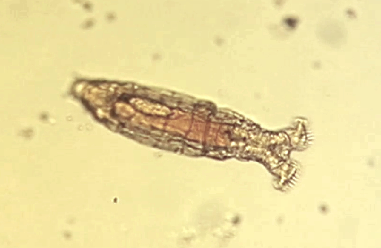 Tierischer Gen-Patentklau mit Medizin-Potenzial
