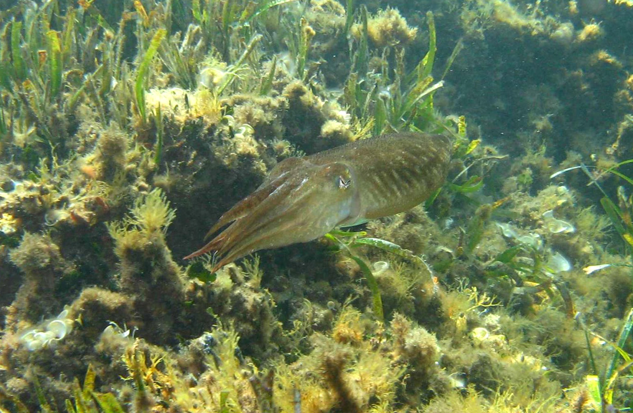 Tintenfische können falsche Erinnerungen bilden