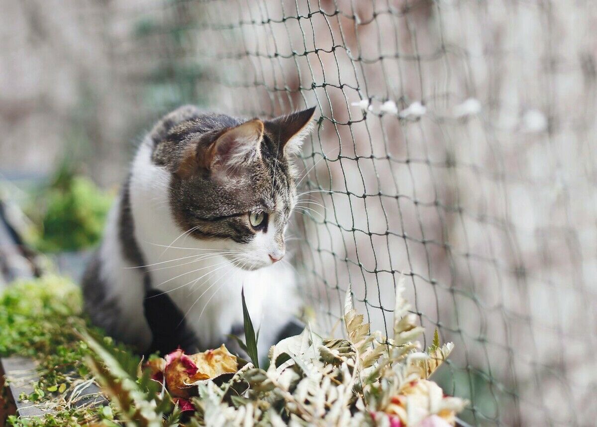 »Beim Spielen können Katzen ihren Jagdtrieb ausleben«