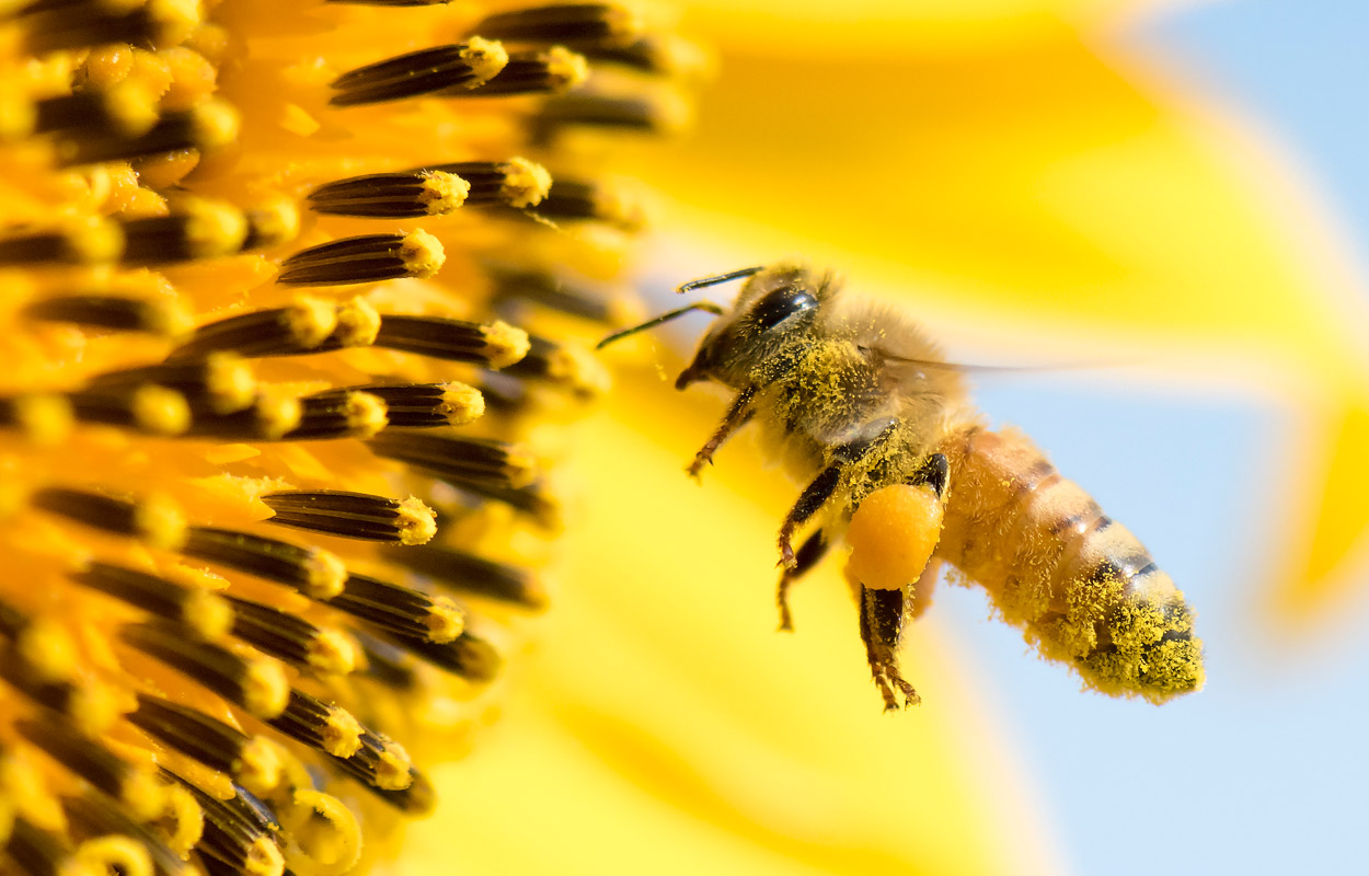 Darmflora schützt Bienen vor Diabetes