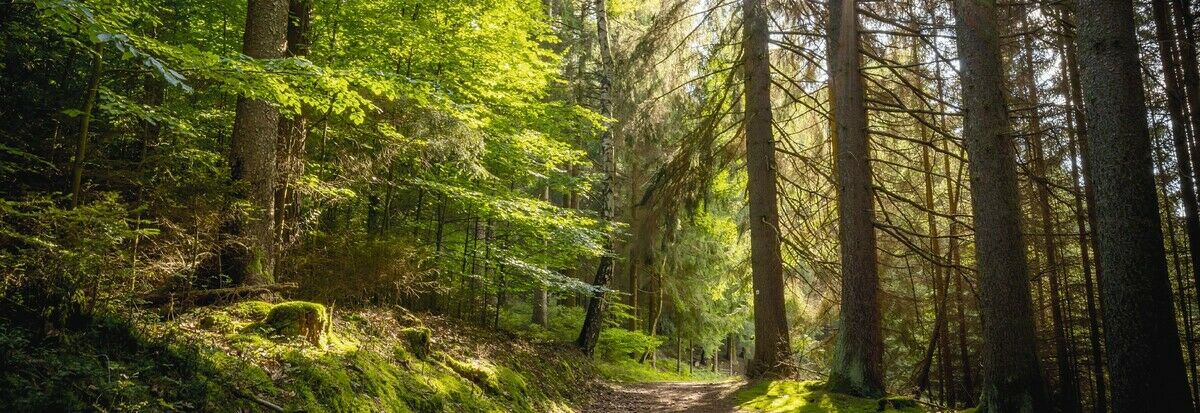 Der Wald von morgen