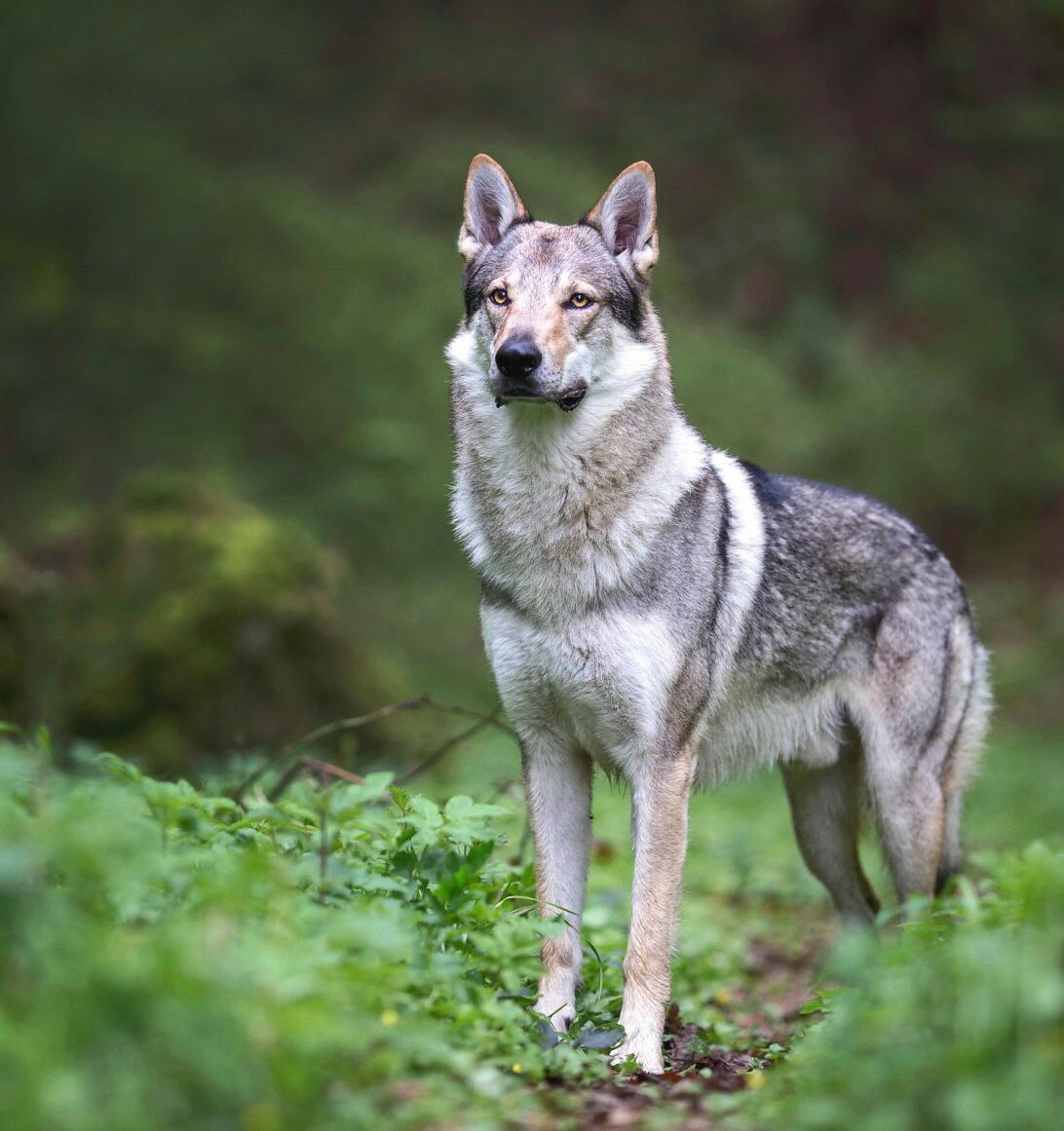 Ein Phantom aus Wolf und Hund