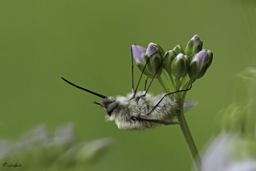 Pelziger Parasit im Bienenkostüm