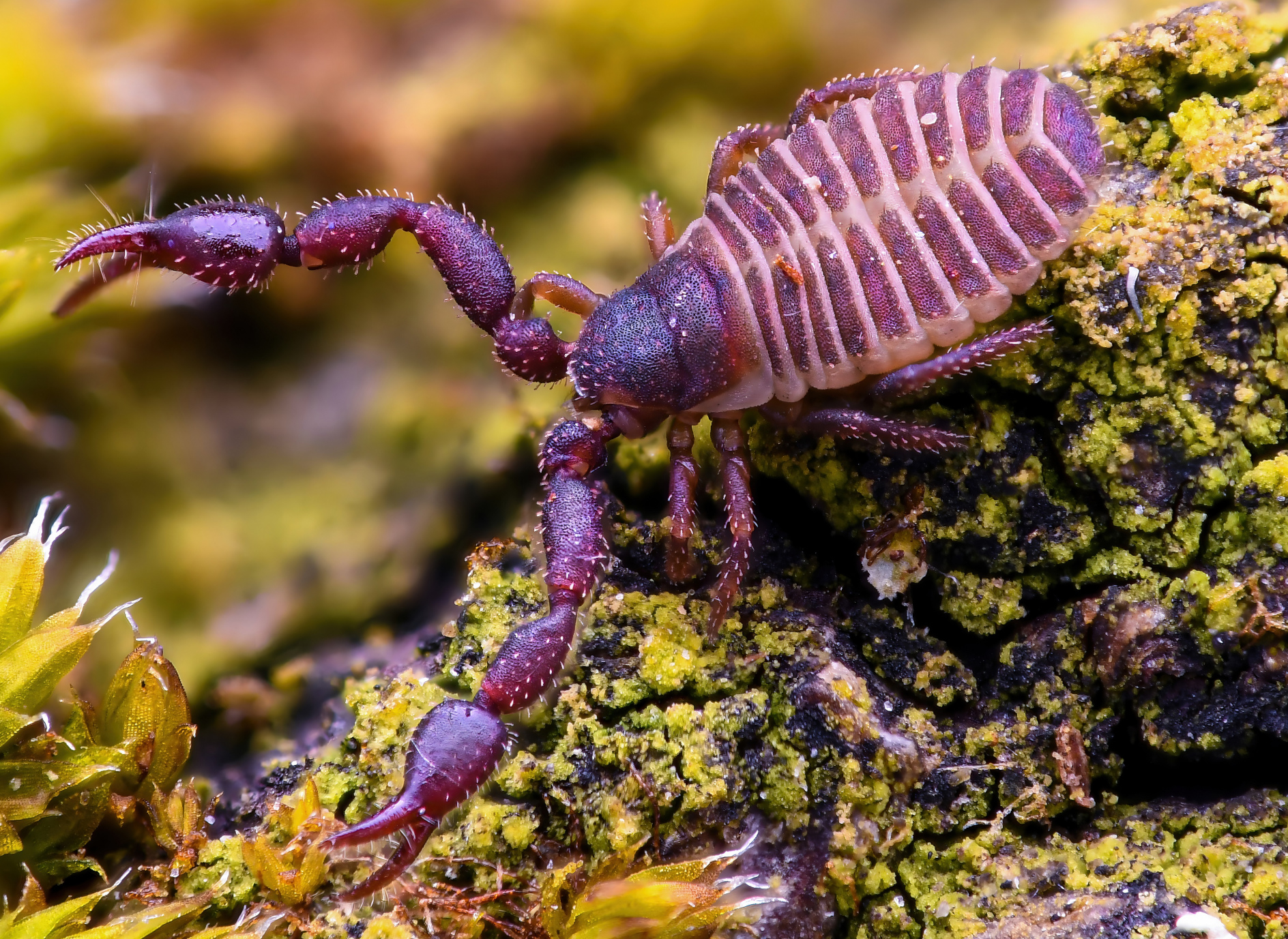 Heimischer „Mini-Skorpion“ mit Medizin-Potenzial