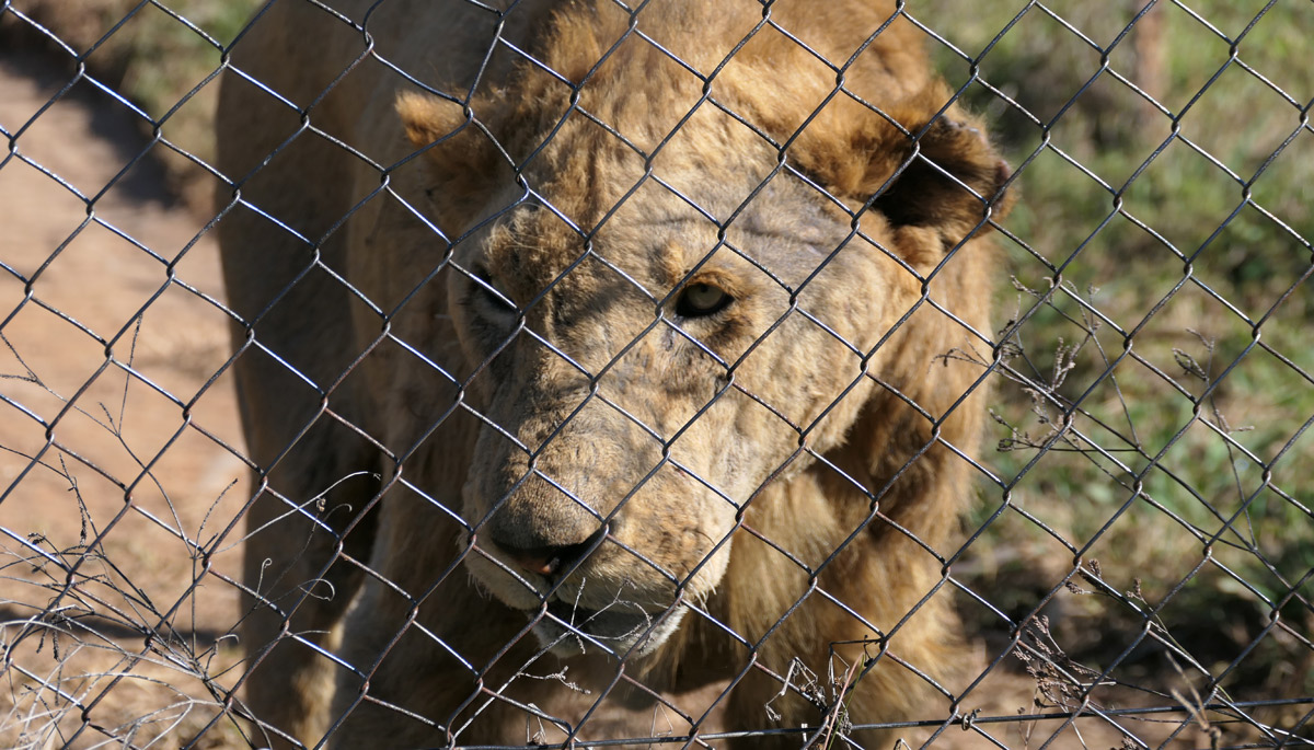 Illegale Geschäfte mit Löwenknochen boomen