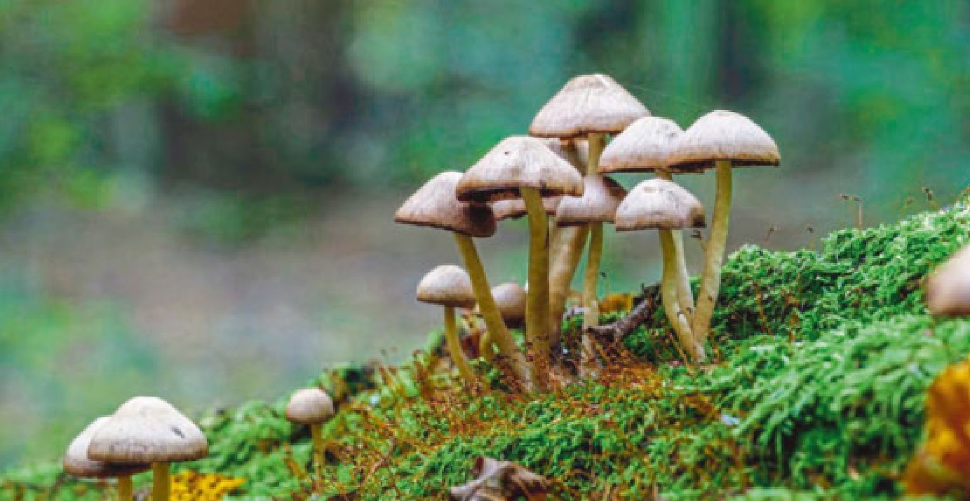 Im Reich der Pilze