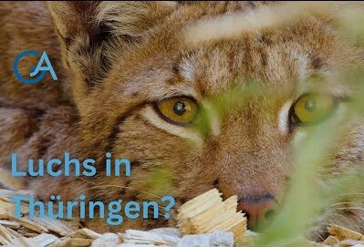 Luchs-Comeback in Thüringen