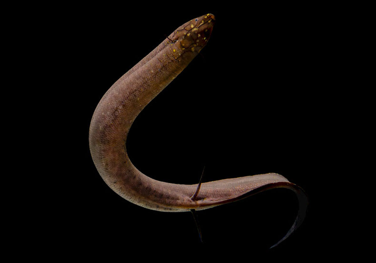Lungenfisch hat größtes Tiergenom