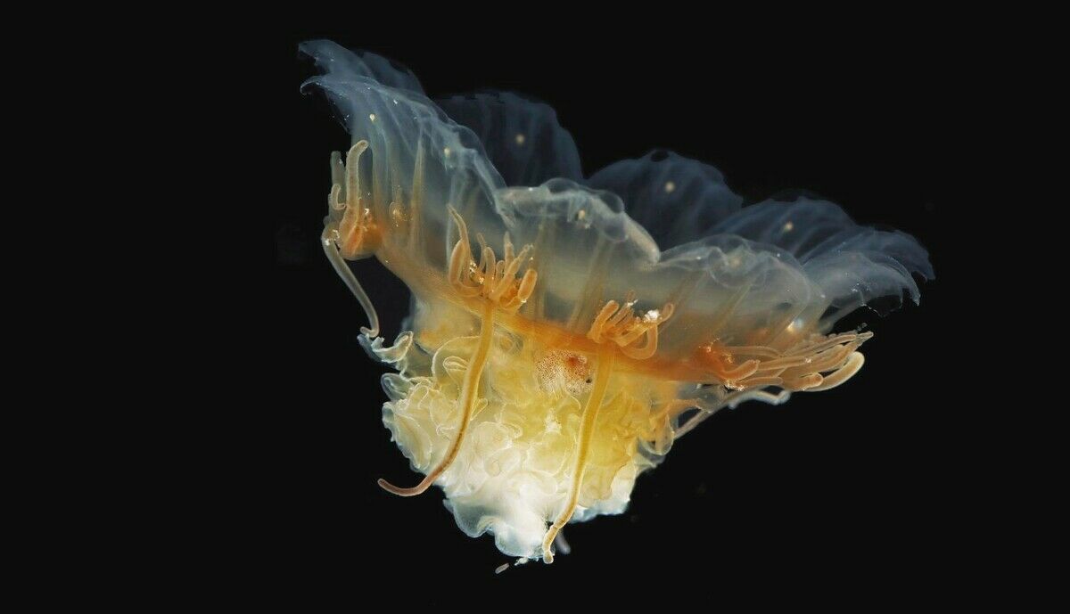 Quallen: Der Glibber im Meer