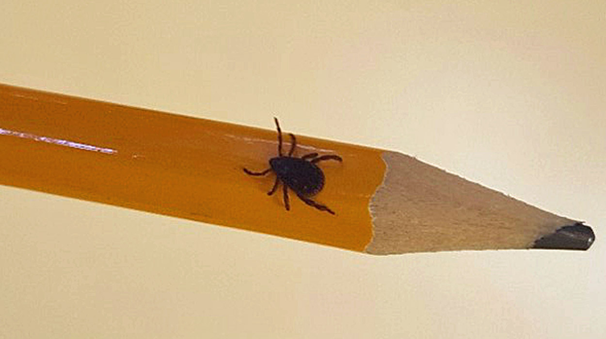 Warum Zecken bakterielle Helfer benötigen