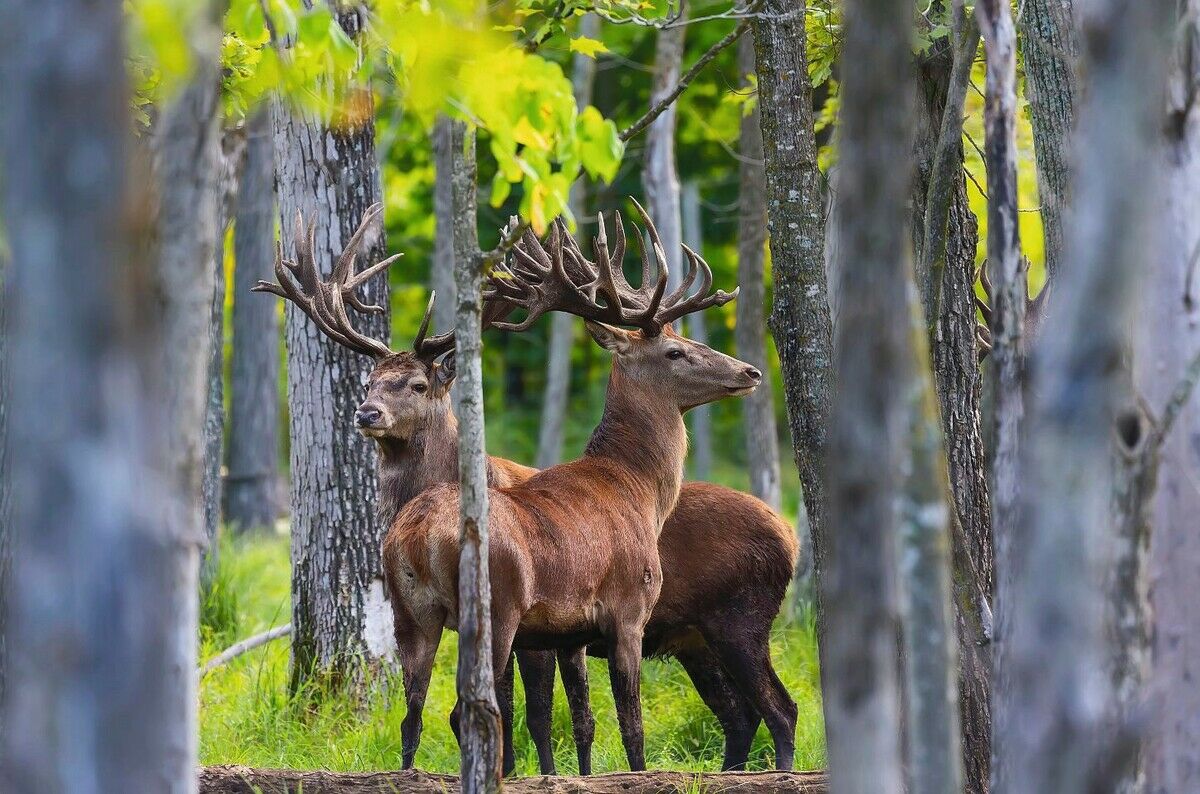 Wild gegen Wald?