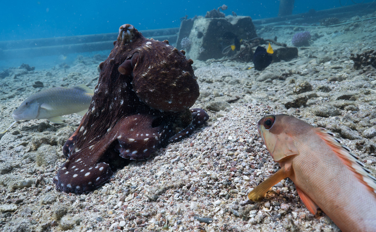 Jagdgemeinschaft aus Oktopus und Fischen
