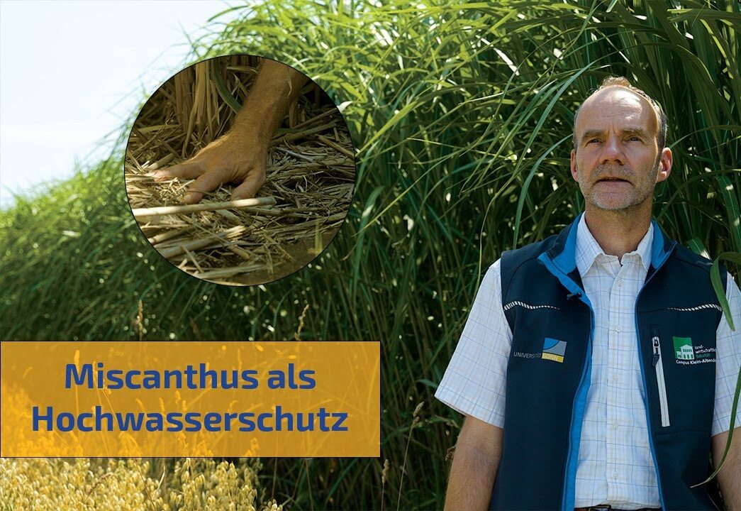 Pflanzliches Potenzial für den Hochwasserschutz