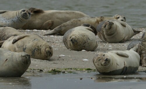 Niedlicher Meeressäuger auf der Sandbank