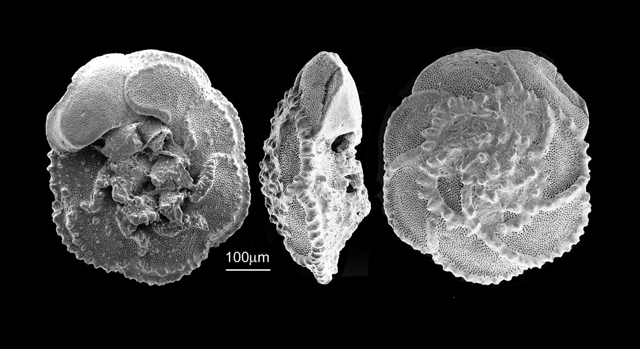 Temperaturkurve der letzten 485 Millionen Jahre