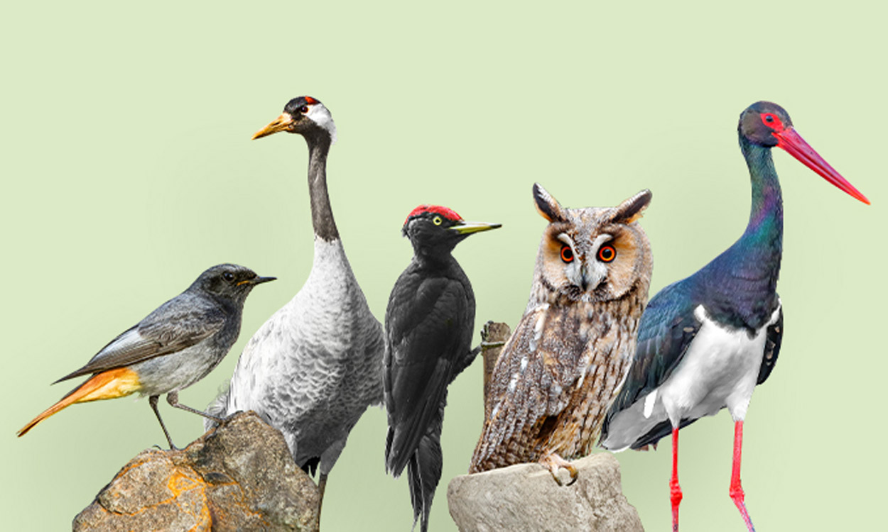 Vogel des Jahres gesucht