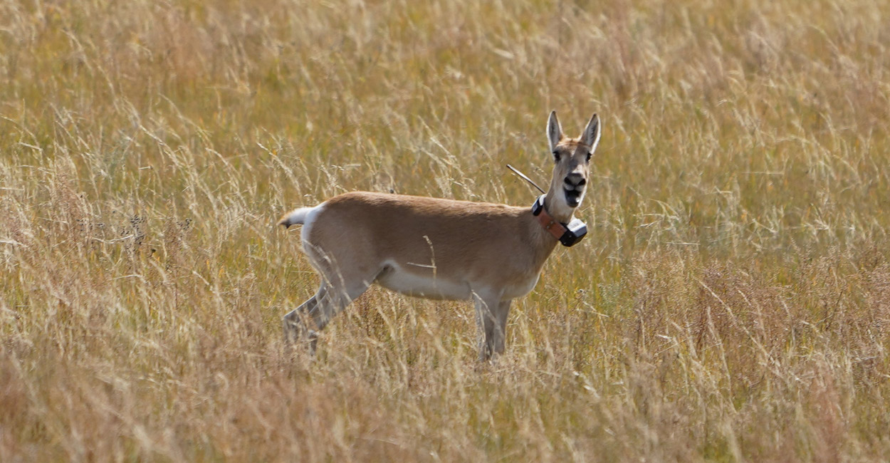Wanderkarte der Huftiere hilft Gazelle und Co zu schützen