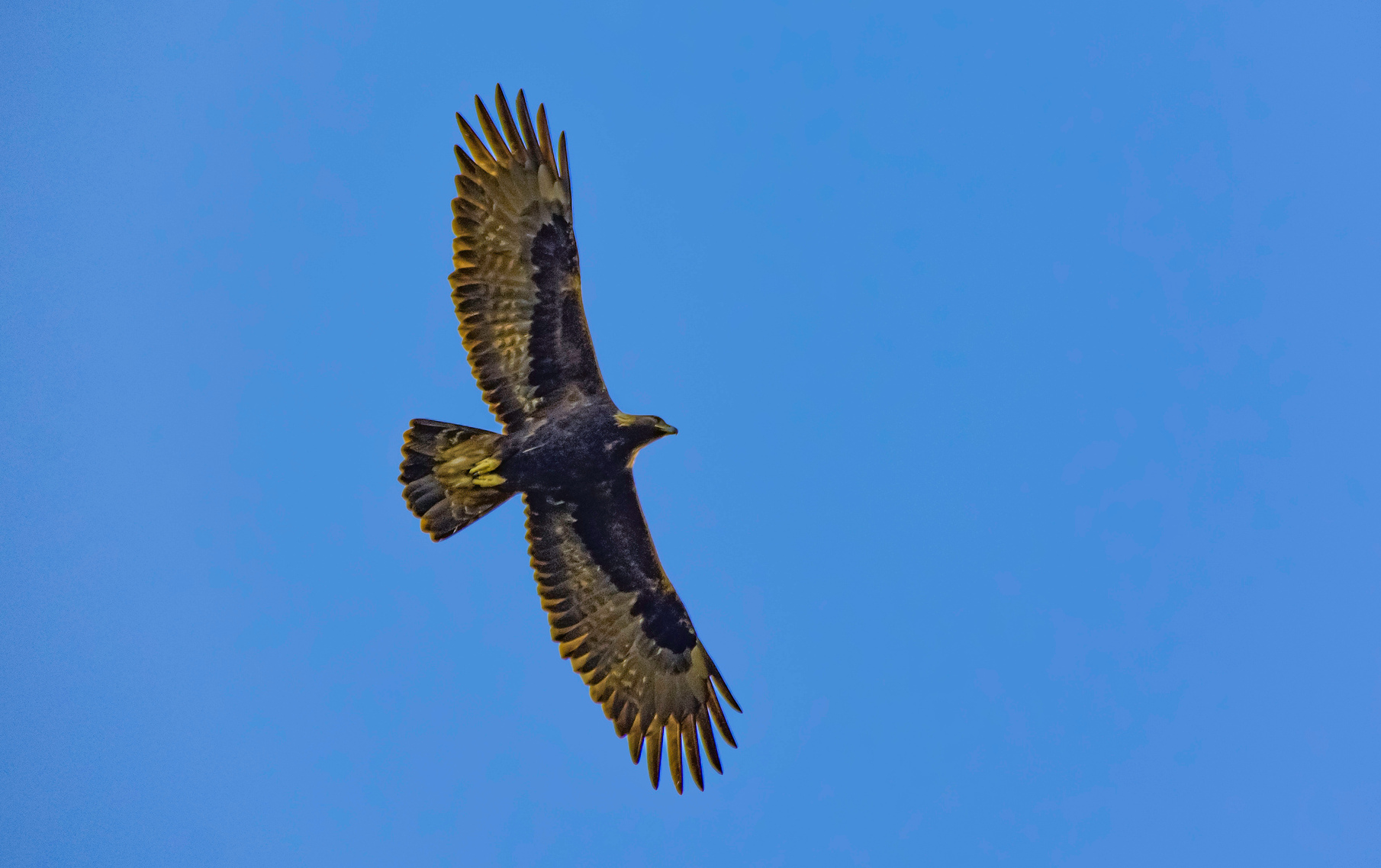 Wie Adler zu Segelflugexperten werden