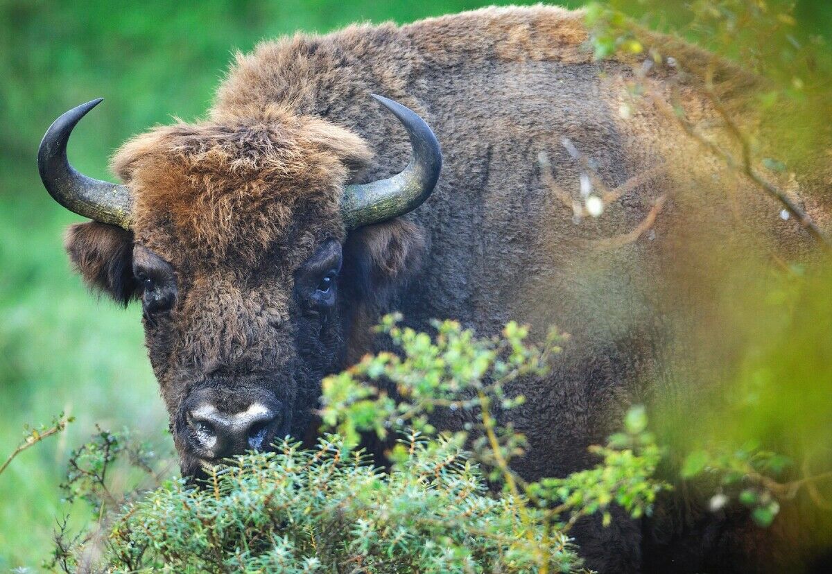 Zurück in die Wildnis