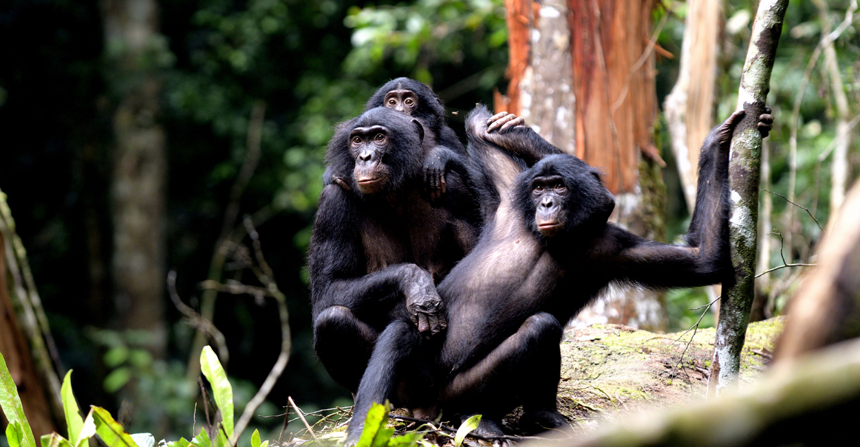 Bedrohte Bonobos im Kongo gehören drei Populationen an