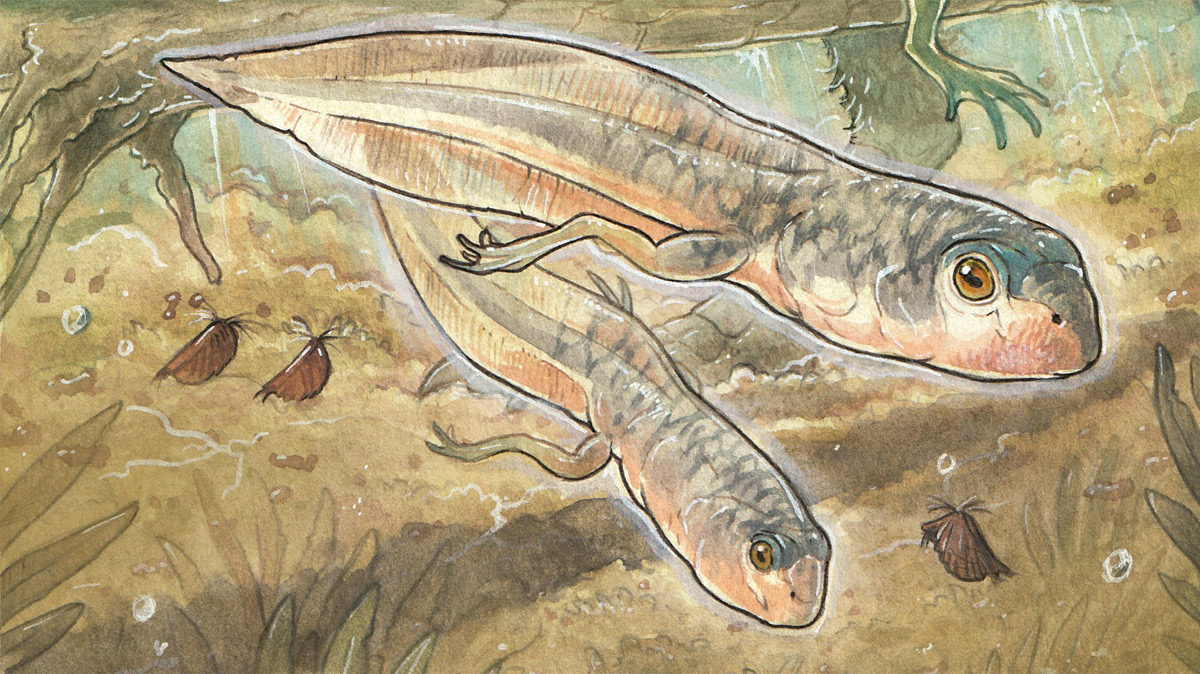 Die älteste fossile Kaulquappe der Welt