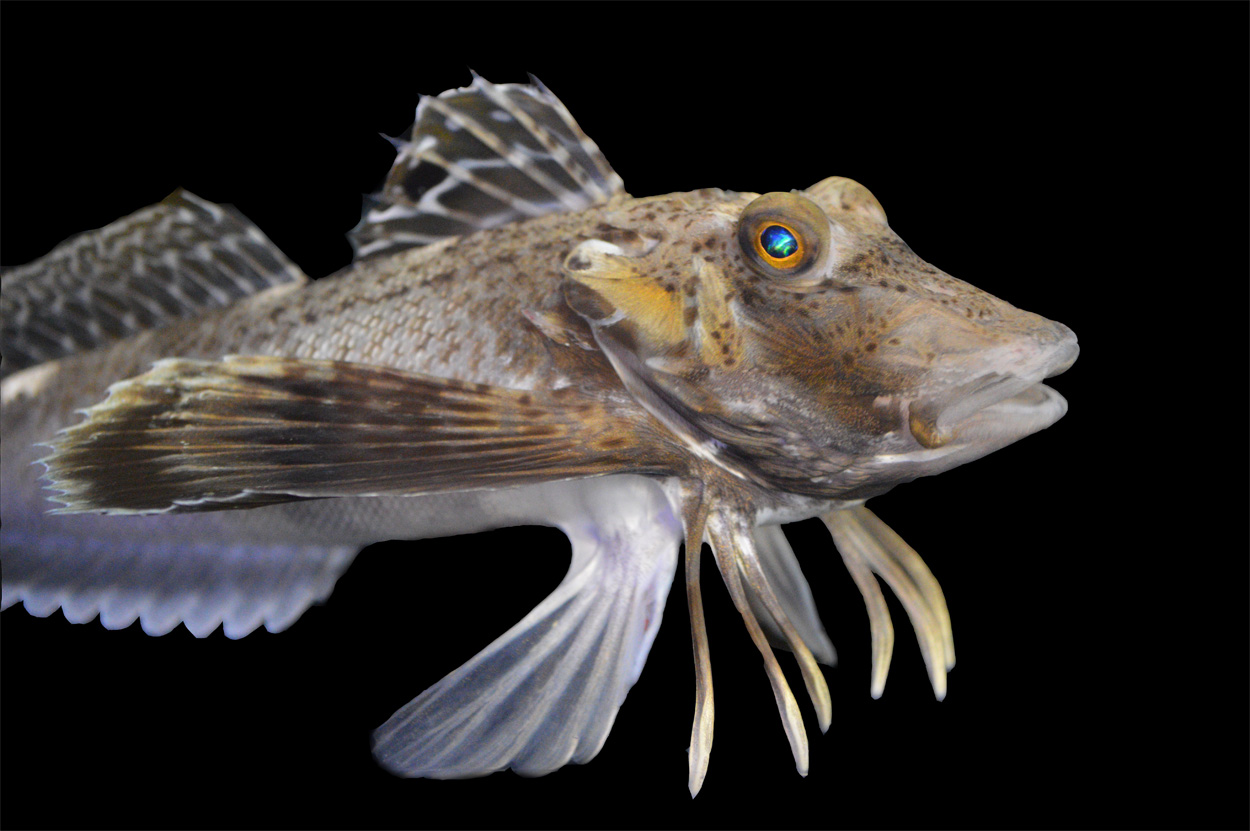 Ein Fisch mit "schmeckenden" Beinen