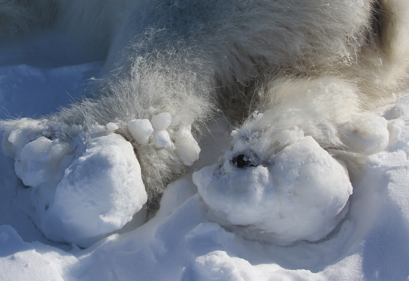 Gefrierender Schneematsch verletzt Eisbär-Pfoten